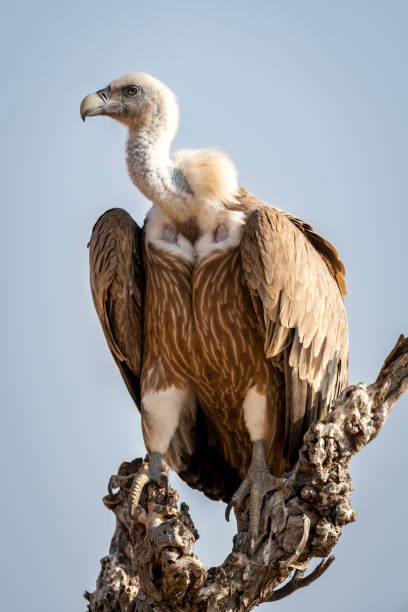 istock Griffon vulture or Eurasian Griffon or Gyps fulvus closeup or portrait perched on tree during winter migration at desert national park jaisalmer Rajasthan India 1296105554
