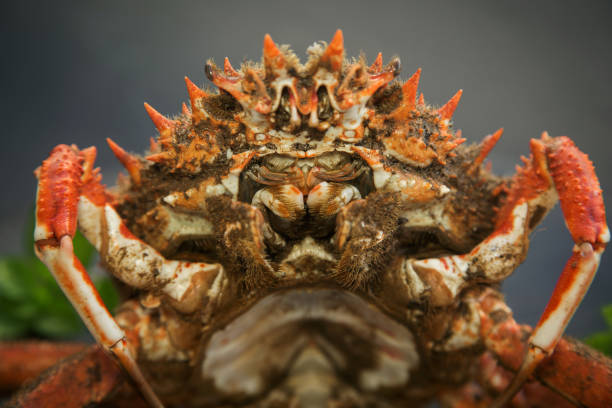 istock raw Atlantic crab close-up on black background, soft focus. 1296105605