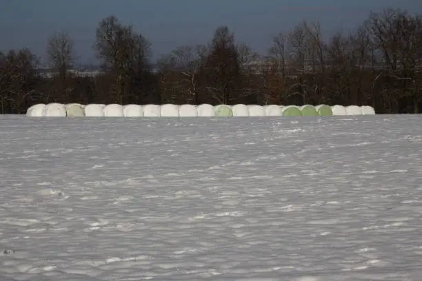 Many haybales wrapped in plastic to protect from the snow in winter