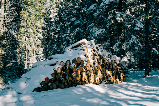 Stack of snow covered firewood in winter forest, Sumava National Park, Bohemia, sustainable resource