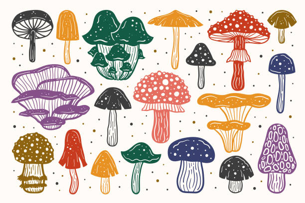 ilustrações, clipart, desenhos animados e ícones de um grande conjunto de cogumelos florestais. ilustração do vetor de tinta. design multicolorido. botânico, natureza. - edible mushroom mushroom fungus porcini mushroom