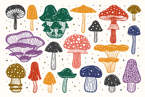 Big set of forest mushrooms. Ink vector illustration. Multicolored design. Botanic, nature.