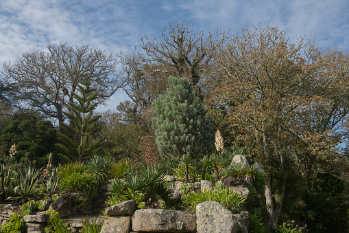 Leucadendron argenteur or Silver Tree is an Evergreen Tree Native to South Africa