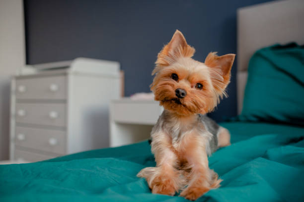 istock Cute little yorkshire sitting and playing at home. Top horizontal view copyspace 1296109926