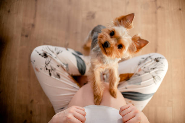 Dog touching pregnant female's belly. Pregnant woman with her dog at home. Top horizontal view copyspace Dog touching pregnant female's belly. Pregnant woman with her dog at home. Top horizontal view copyspace york yorkshire photos stock pictures, royalty-free photos & images