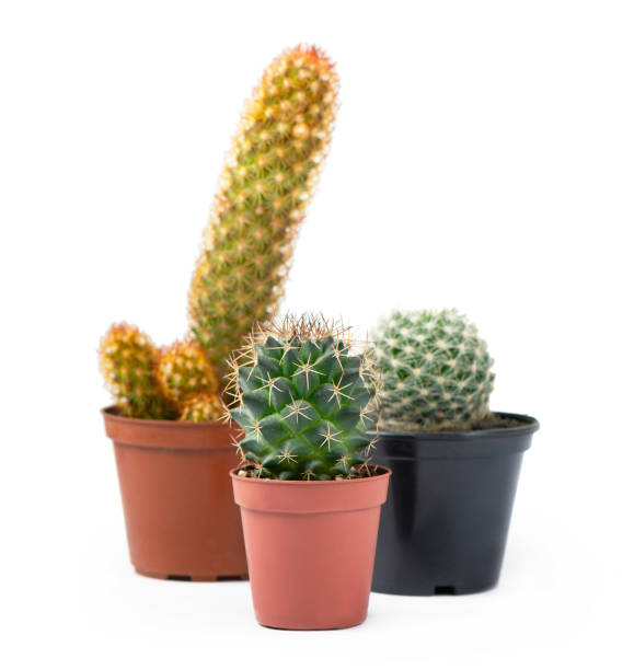 istock Different succulents and cactus in pots on white 1296110025