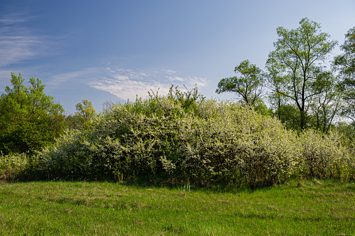 flowering thickets of blackthorns on a sunny day in the meadow and background of deciduous trees. Spring in the countryside. Web banner.