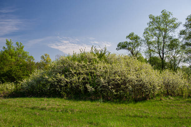 Photo of flowering thickets of blackthorns on a sunny day in the meadow and background of deciduous trees.