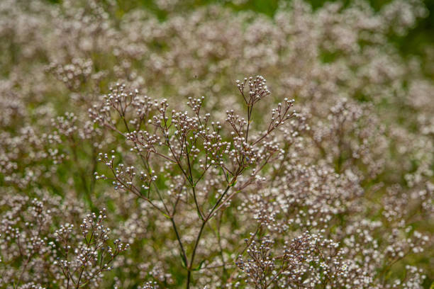 istock blooming thickets of white meadow flowers. 1296110132