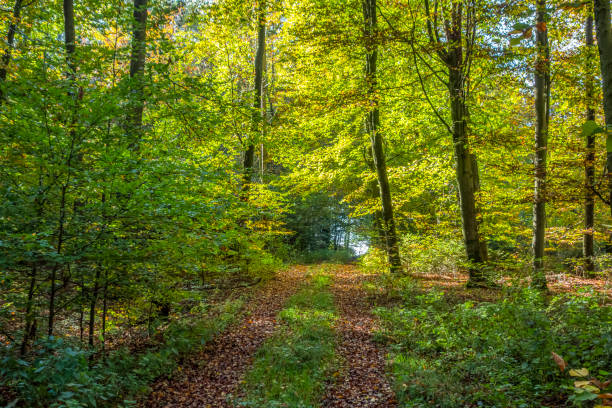 istock idyllic forest scenery at autumn time 1296114396