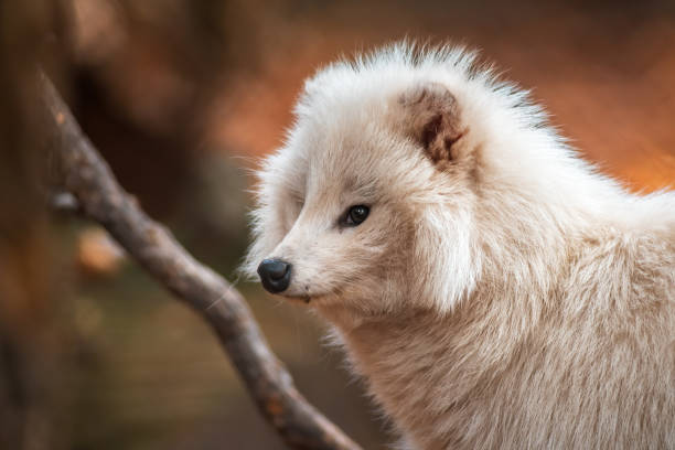 istock a young white raccoon dog 1296114745