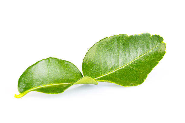 Kaffir lime leaf isolated on white background Kaffir lime leaf isolated on white background kaffir stock pictures, royalty-free photos & images