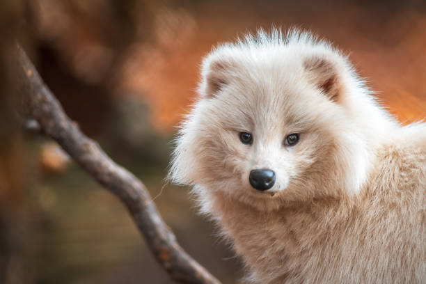 istock a young white raccoon dog 1296114910