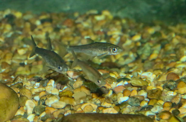 Fish banc swimming