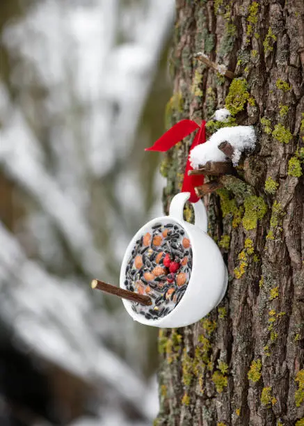 Homemade tea cup bird feeder hanging on a tree in the winter garden. Help people to animals. Copy space.