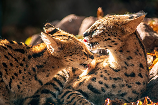 una joven pareja serval está acostado en el sol photo