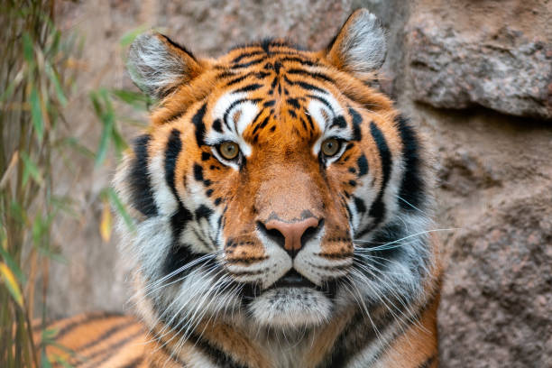 istock a portrait of a pretty tiger 1296116272