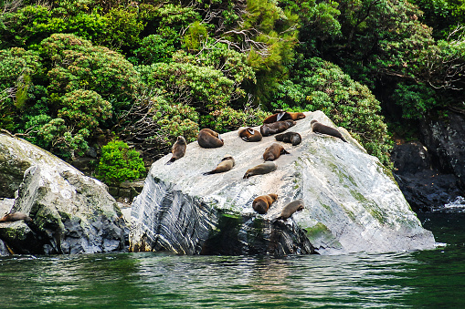 A colony of New Zealand fur seals resting on a rock in Milford Sound, New Zealand