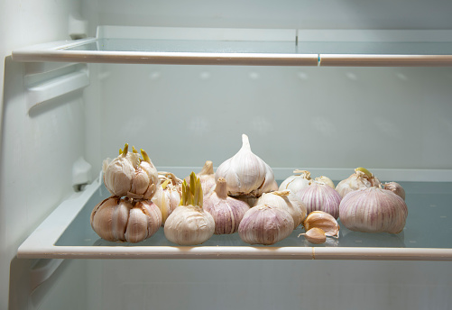 A supply of garlic on an empty shelf in the refrigerator. As a symbol of a decontaminating agent for the disease, the epidemic of coronavirus covid-2019. Funny photo.