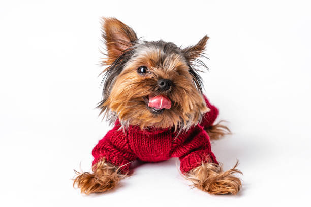 istock Yorkshire terrier in a knitted sweater having fun on a white isolated background 1296118662