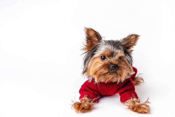 istock Yorkshire terrier in a knitted sweater having fun on a white isolated background 1296118690