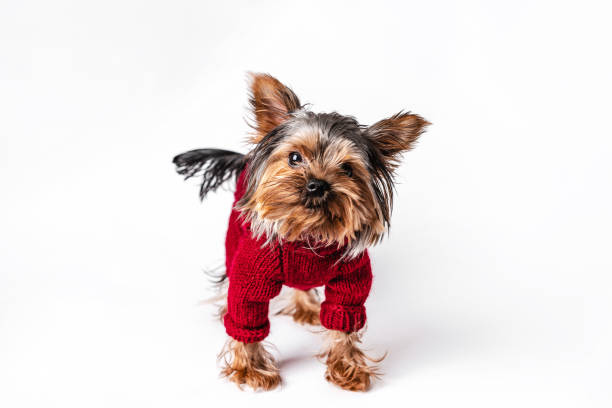 istock Yorkshire terrier in a knitted sweater having fun on a white isolated background 1296118714