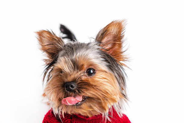 istock Yorkshire terrier in a knitted sweater having fun on a white isolated background 1296118738