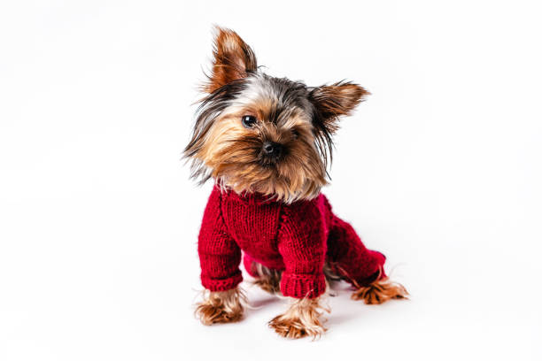 istock Yorkshire terrier in a knitted sweater having fun on a white isolated background 1296118755