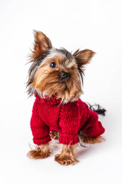 istock Yorkshire terrier in a knitted sweater having fun on a white isolated background 1296118776