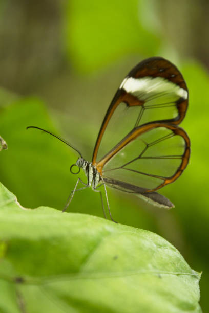 istock Greta Oto butterfly taking pollen. No people 1296118864
