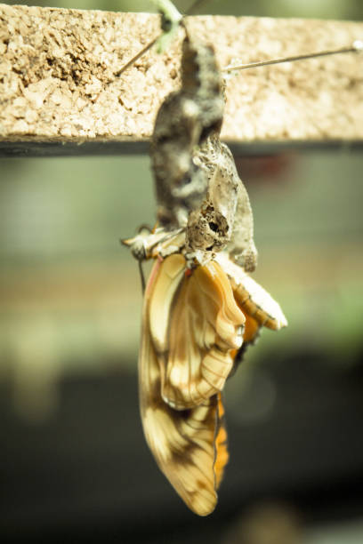 istock Butterfly being born alone. No people 1296118924