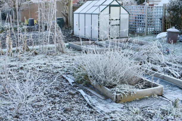 Frosty day on an allotment vegetable patch with greenhouse