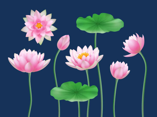 lotus realistische knospen. natur farbige blumen yoga symbole anständig vektor illustrationen set - summer flower head macro backgrounds stock-grafiken, -clipart, -cartoons und -symbole