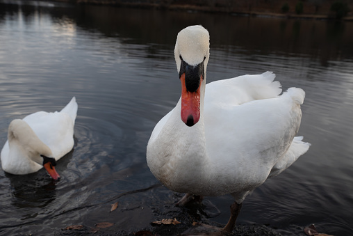 Mute swan inhabiting Lake Shidaka, Beppu City, Oita Prefecture