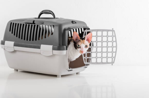 istock Curious Cornish Rex Cat Sitting in the Box on the White table with Reflection. White Wall Background. 1296122690