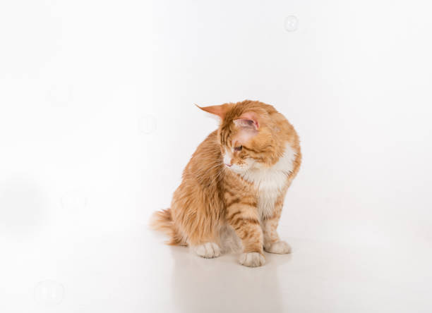istock Curious Maine Coon Cat Sitting on the White Table with Reflection. Bubbles in White Background. 1296123113