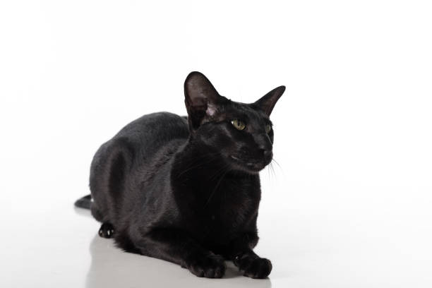 istock Curious Black Oriental Shorthair Cat Lying on White Table with Reflection. White Background. 1296123189