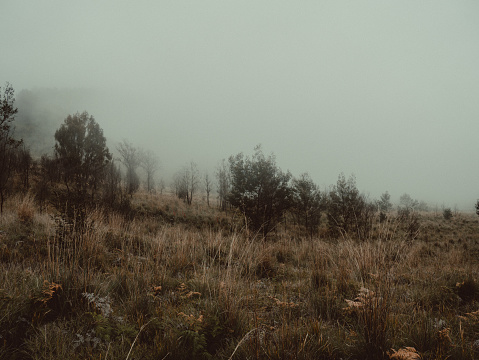 This photo was taken on the way to Bromo with the composition of grass and the fog that enveloped.
