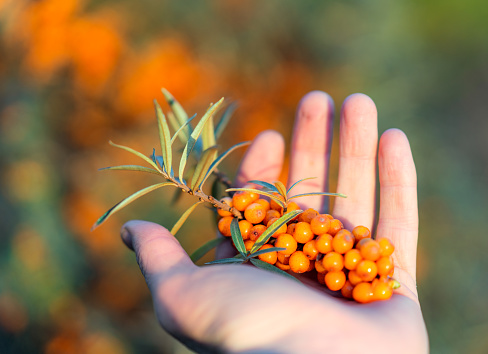 Close-up on a person's hand as they pick wild Sea Buckthorn berries, known for their wide ranging health benefits.