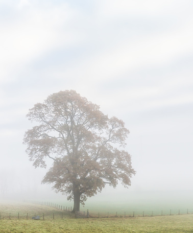 A single, old oak in rural England during misty morning weather.