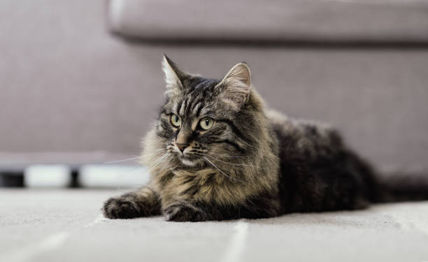 istock Beautiful cat at home 1296124937