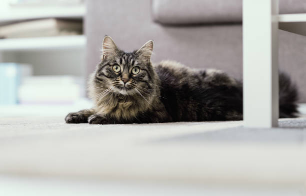 istock Beautiful cat at home 1296125032