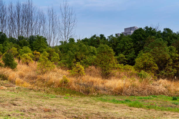 istock Woods in the hillside in autumn 1296125807