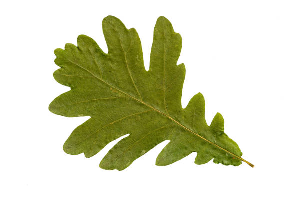 istock Autumn Color Oak Leaf. Isolated on White Background. 1296127269