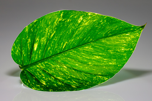 green leaves pattern of Dumb Cane foliage isolated on white background,leaf exotic tropical,include clipping path