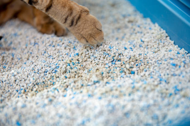 istock Domestic cat hiding waste in a litter box 1296129725