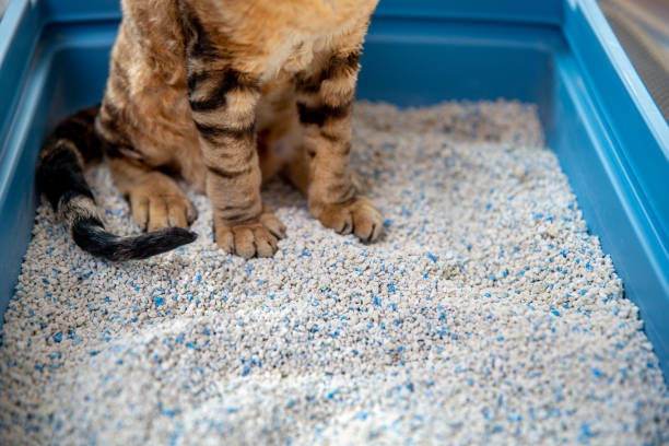 istock White bentonite sand in a litter box 1296129728