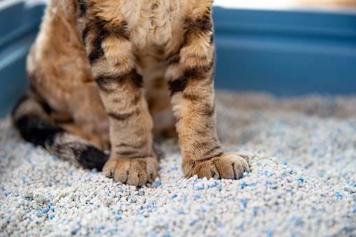 Young cat using a litter box with bentonite sand