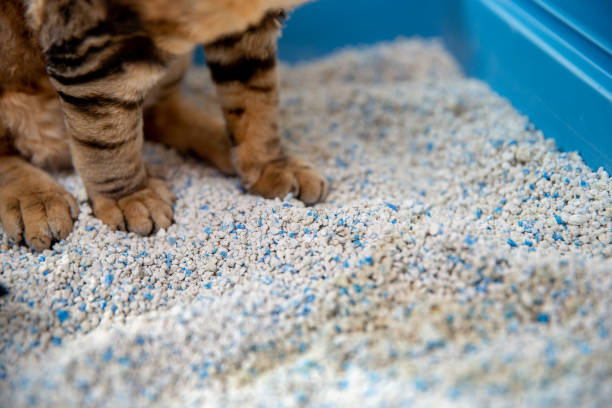 istock Closeup of a White bentonite sand in a litter box 1296129734
