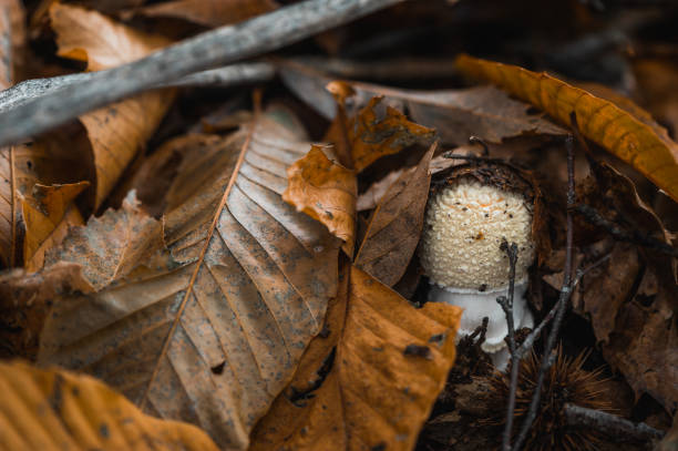 Mushrooms: Amanita Muscaria